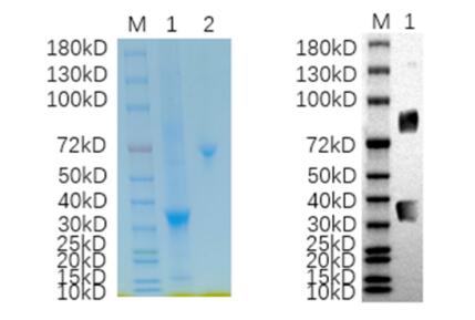 1. CCND1-001HB <br />2. BSA